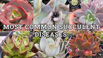 The most common succulent plant diseases