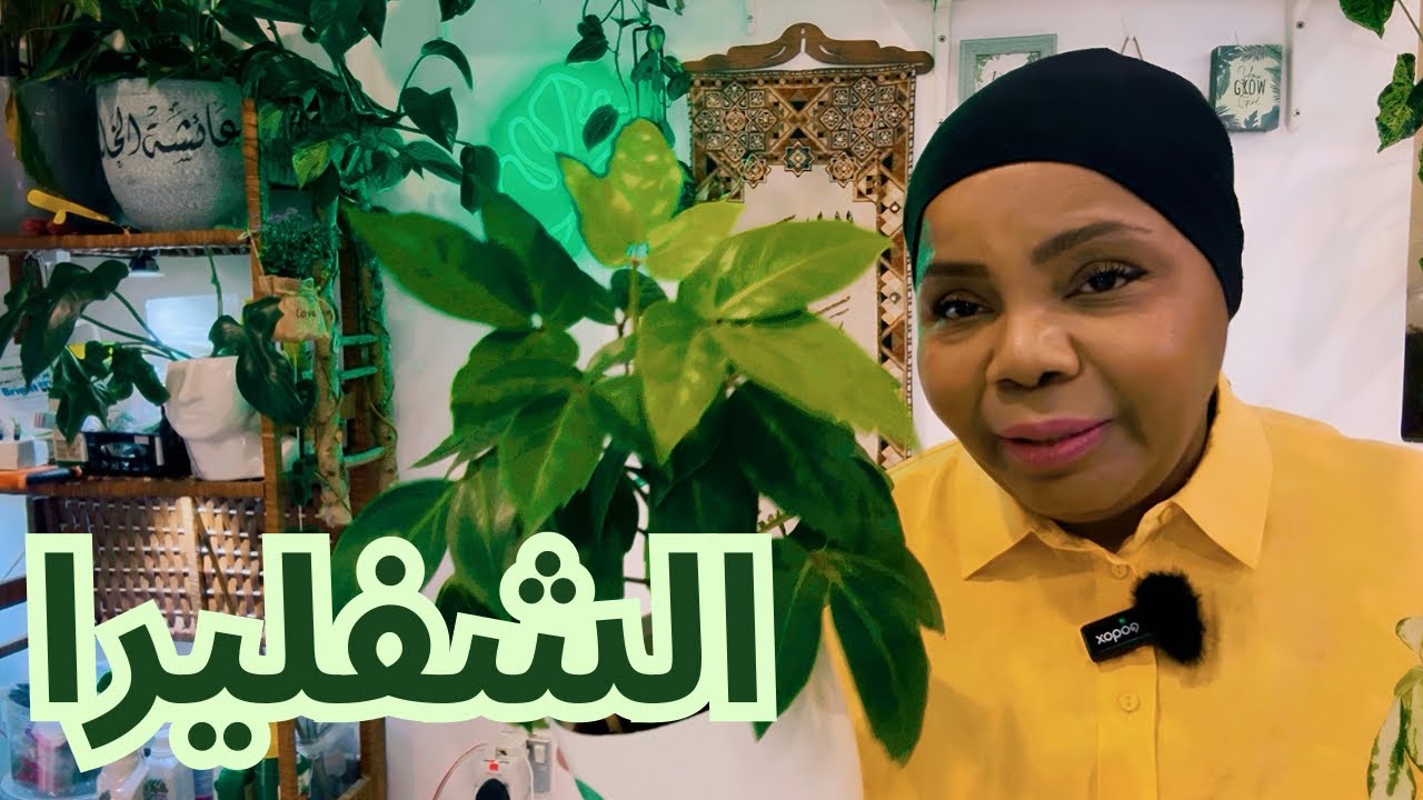 كيف العناية والاهتمام بنبات الشفليرا