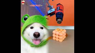 Fun Fact Ibdallondrake