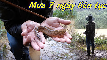 Cắm câu cá suối trong cơn mưa, mưa không ngớt cả tuần ✅