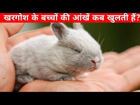 खरगोश के बच्चों की आंखें कब खुलती है।When do baby rabbits' eyes open?