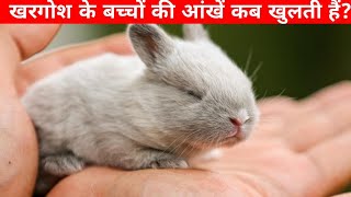 खरगोश के बच्चों की आंखें कब खुलती है।When do baby rabbits' eyes open?