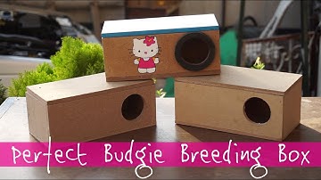 Build a Perfect Budgie Nest Box