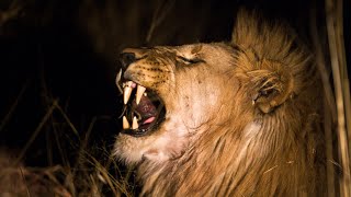 African bush sounds | Biyamiti Bush Camp #4, Kruger National Park - Night safari sounds 🌍149