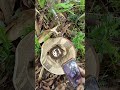 #king hornet #viral video #shortvideo