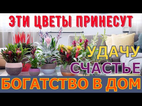 Цветы, которые приносят счастье и удачу в ваш дом