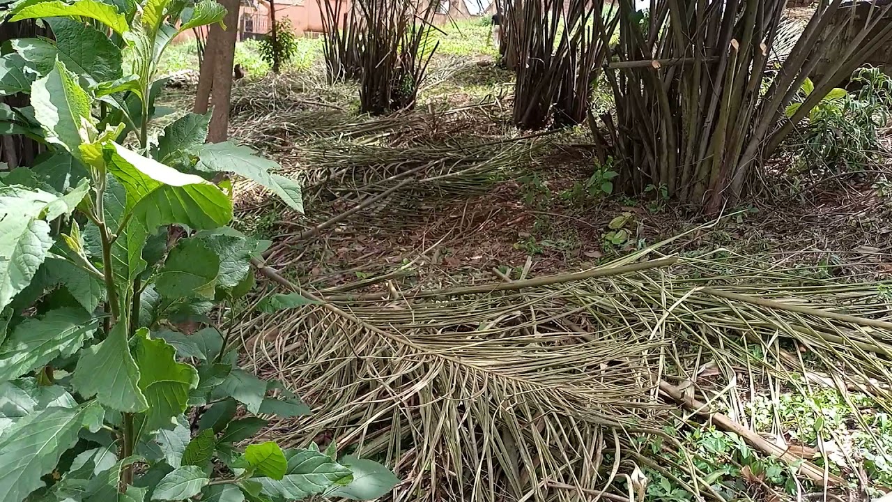 Lands for sale in Bamenda Cameroon YouTube