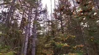 Flood's Landing, Frederickhouse River - Cochrane Ontario - October 8th, 2021
