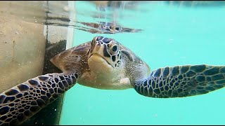 Doug the Sea Turtle  ~ Hurricane Dorian 2019  ~ Abaco, Bahamas