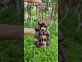 Which Sound is Yours? 🥁🌿 Mixed Seed Rattle ASMR SYL96847 #shorts