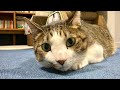 お昼にかわいい猫を見て癒される配信