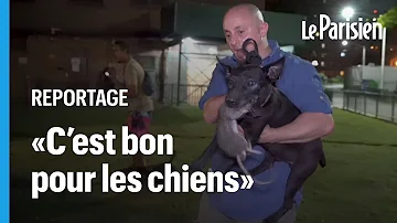 Quelle race de chien pour chasser les rats ?