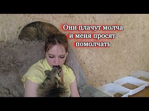 О лысых котятах на снегу и собачке, которую переехал поезд, и о тратах, что мы не тянем...