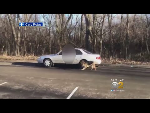 Video: Žmogus, kuris nuvilkė šunį už motorolerio Uždėkite už juostų „Quick-Thinking Dog Lover“dėka