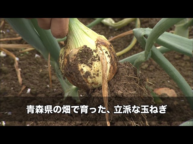 青森県】玉ねぎに活用される青森県蓬田村の名物ホタテ｜ソーシャル