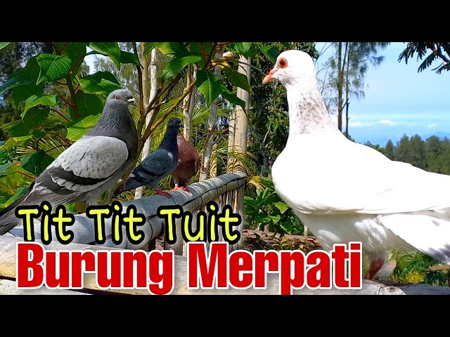 Lagu CIT CIT CUIT BURUNG BERNYANYI | Lagu Anak Indonesia Populer class=