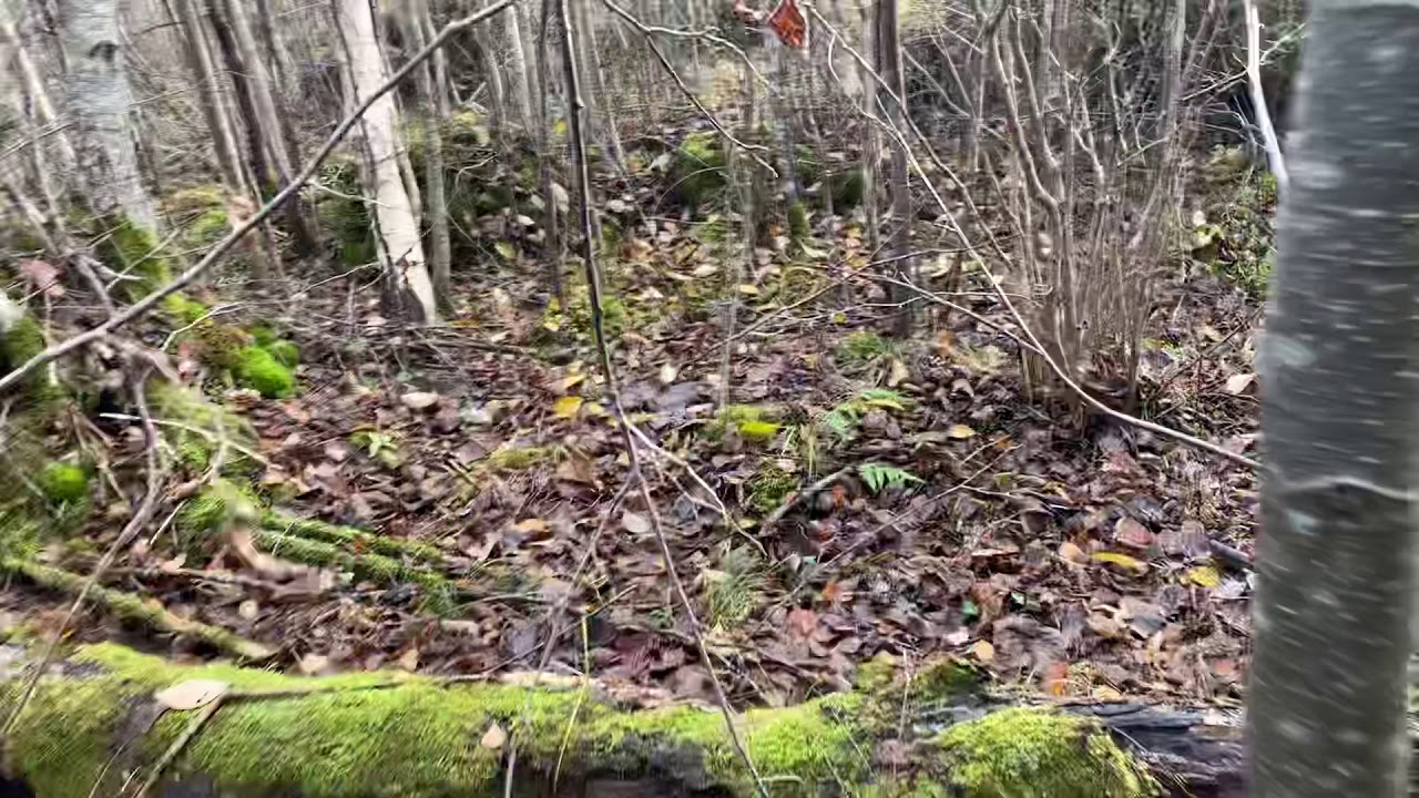 Estonia con setter jóvenes becadas 2019 (Setter Leioandi)