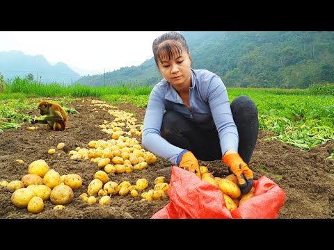 Harvesting 30kg of Potatoes Goes To Market Sell - Grow Vegetables | New Free Bushcraft