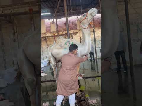 معلم لونه يدبح Youtubecreators Youtubehighfive MeatMaster FreshCuts ButcherLife DryAgedBeef 