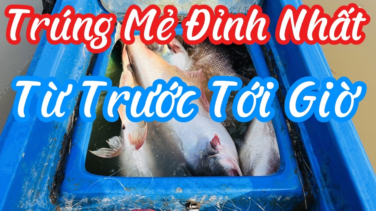 Không Thể Tin Được | Lưới Cá Tra Mà Dính Cá Tai Tượng Và 4 Con Cá Tra Sông Trong 1 Mẻ