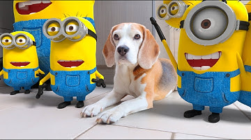 Top 100 Animations in Real Life Compilation : Purple Minion , Angry Birds and more