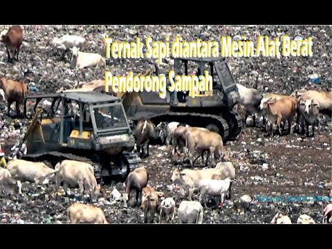 Video: Punca Pelepasan Puting pada Anjing