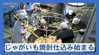 清里焼酎醸造所で「じゃがいも焼酎」の仕込み始まる