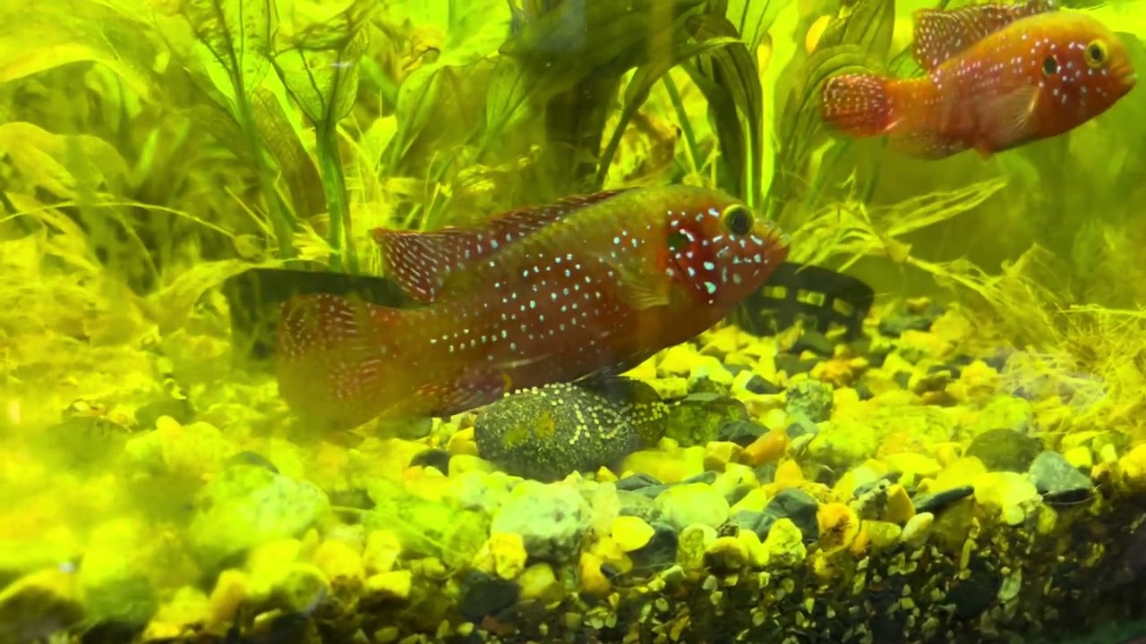 red jewel breeding, and hatching 🐣￼