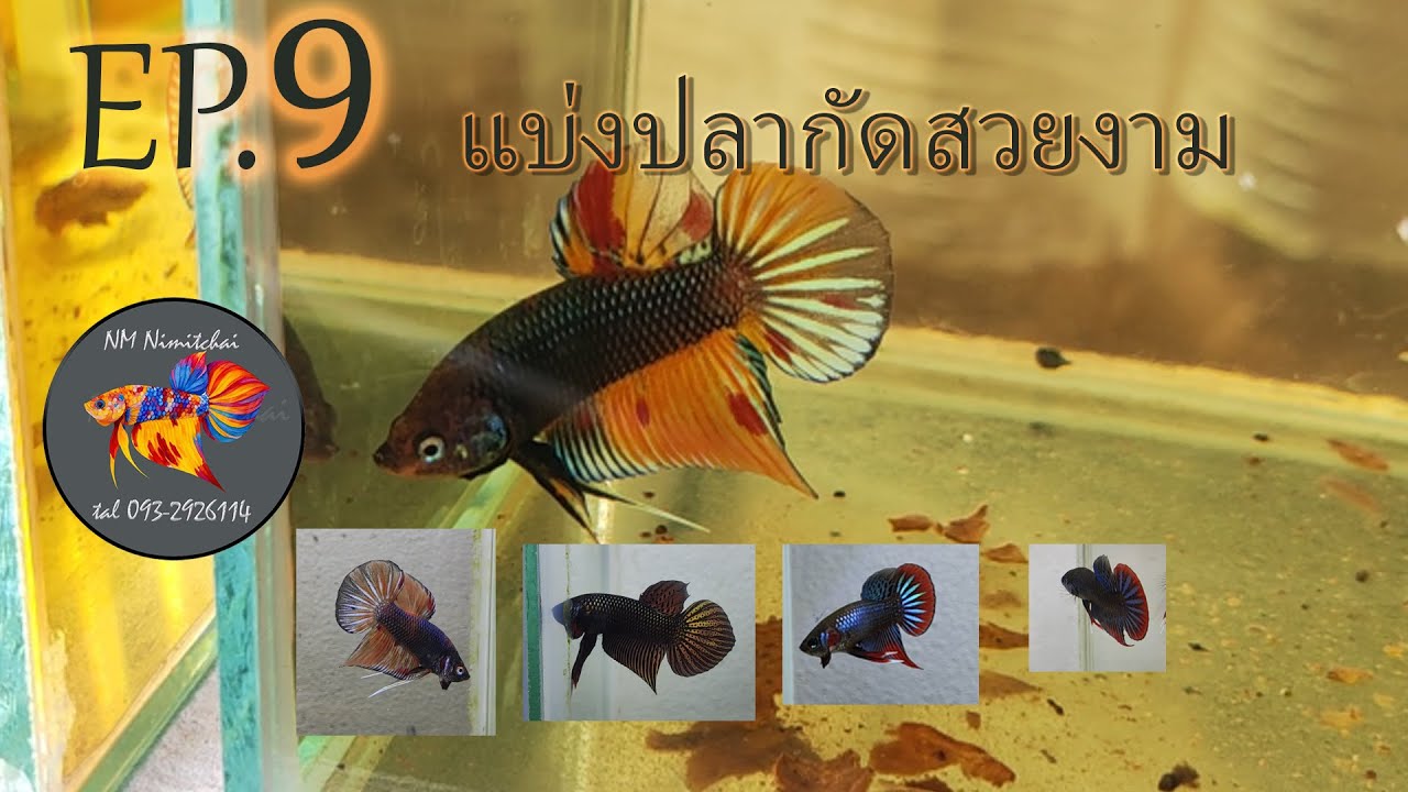 EP.9 เปิดแบ่งปลากัดป่าสวยงาม