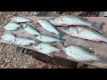 The First good striper night of November