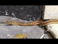 Buff striped keelback