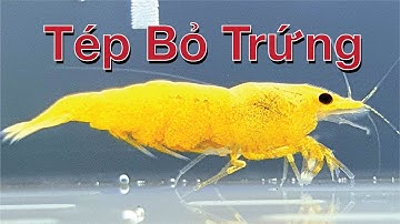 Tép cảnh bỏ trứng: Cách giữ cho trứng và tép con an toàn