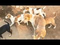 Village dogs||Street dogs||,m feeding street dog !!