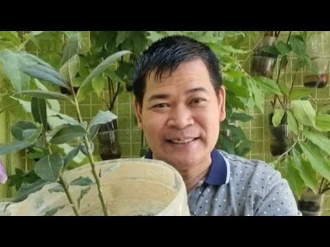 Video: Potted Japanese Laurel Plants - Mga Tip Sa Pagpapalaki ng Japanese Aucuba Sa Mga Lalagyan