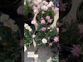 Papatya Çiçeği Tüm İBB Bahçe Marketlerde  || Herkesi Bekliyoruz 🌱👌