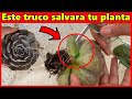 Este truco de jardinería no falla, pruébalo y tus plantas lo agradecerán