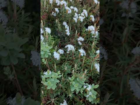 Rhododendron tomentosum  - northern