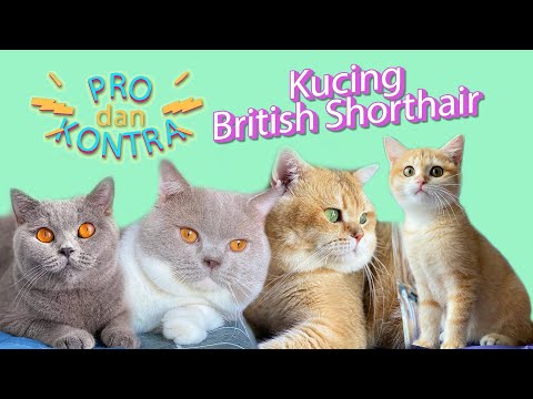 Video: 10 Makanan Anjing Breed Besar