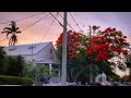 🔴 Key West LIVE-Backstreet Bike Ride 🌺 Blooming Royal Poinciana Edition 🌺 1080p HD