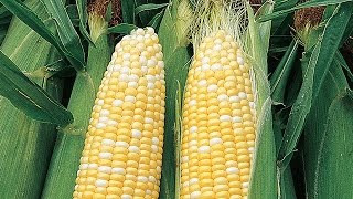 How to Direct Sow Corn in Your Garden