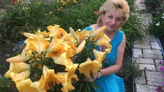 ЛИЛИЯ САЛТАРЕЛЛО . ГИБРИДЫ ОТ. ЧУДО!!! Выращивание, уход, посадка, полив, болезни, цветение.(, 2016-07-09T06:00:01.000Z)