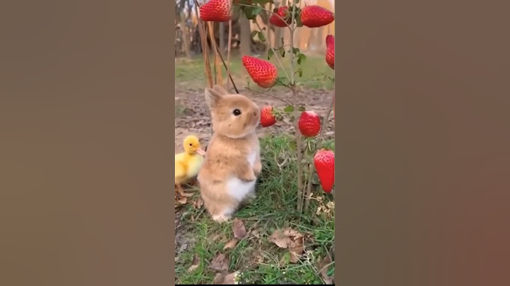 Zeko jede jagode #rabbit #shorts