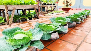 Grow cabbage from seeds