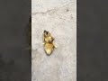 Cutest ever ducklings cutest duckling ducks duckchicks arabic pets petsvlog shorts love