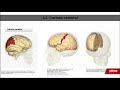 La corteza cerebral