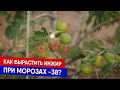 Как вырастить инжир при морозах -38?