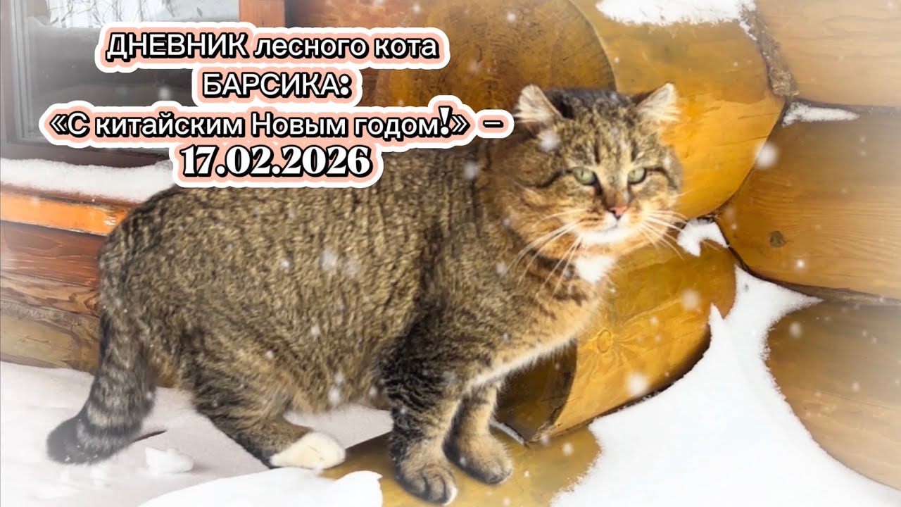 ДНЕВНИК лесного кота: «С китайским Новым годом!» - 17 февраля 2026