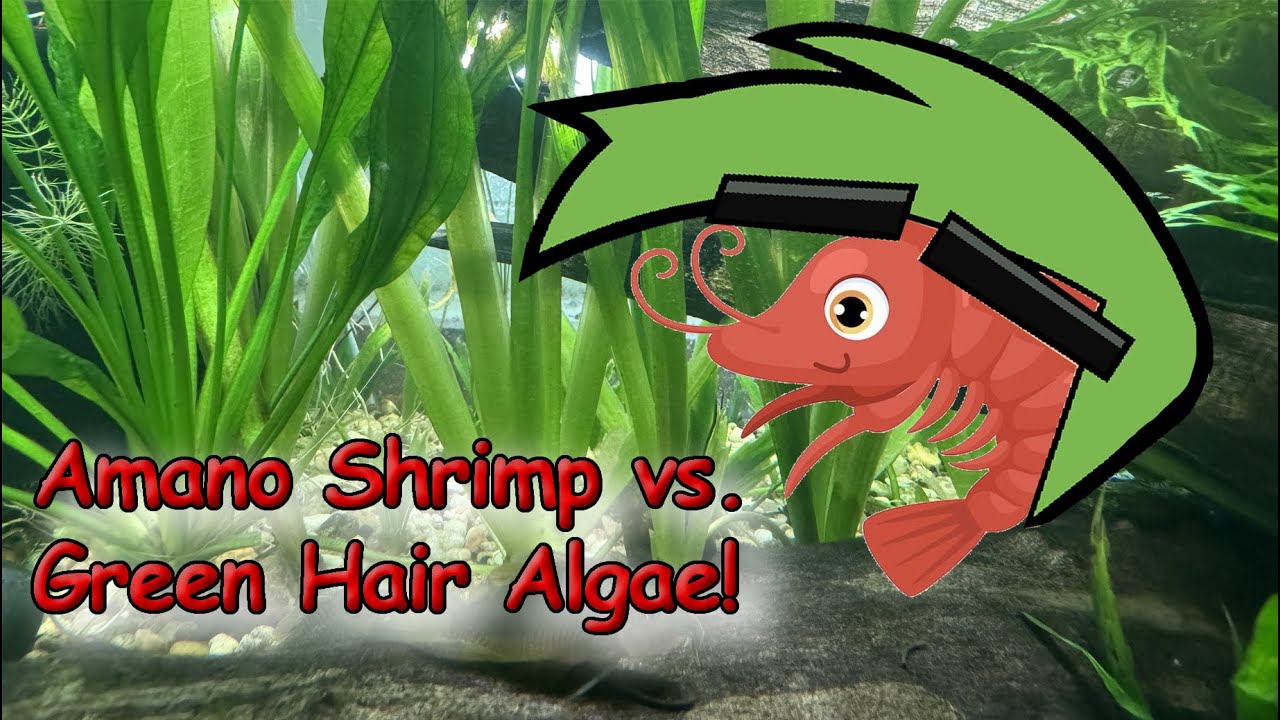 Amano Shrimp vs Green Hair Algae - YouTube