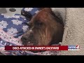 Dogs attacked in owner