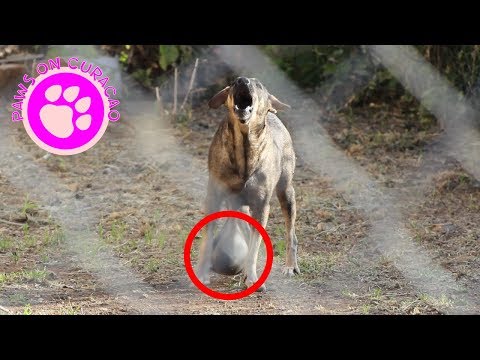 Video: Tumor Van Het Oog Bij Honden